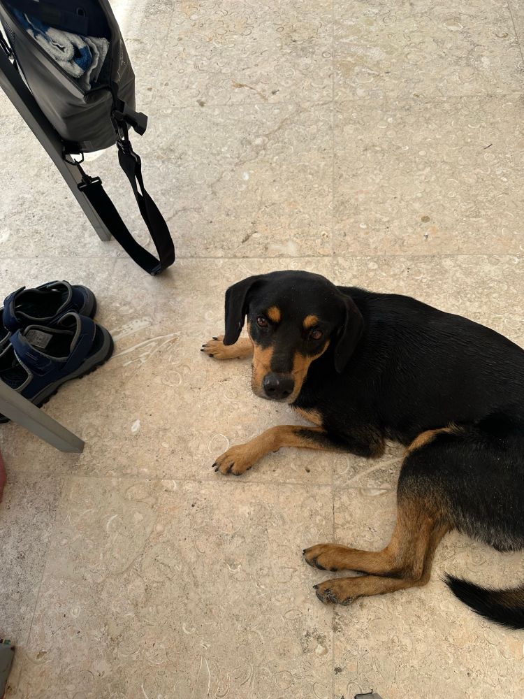 A medium-sized dog reclining on a tiled floor. His body is mostly black, as is his head and ears, but his lower legs, the sides of his muzzle and, adorably, his eyebrows are ginger