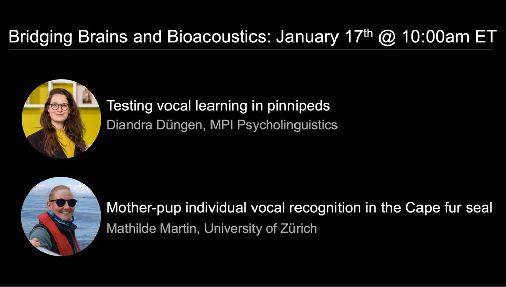 Bridging Brains and Bioacoustics announcement for January 2025, 10:00am ET

from Diandra Düngen: Testing vocal learning in pinnipeds

from Mathilde Martin:  Mother-pup individual vocal recognition in the Cape fur seal