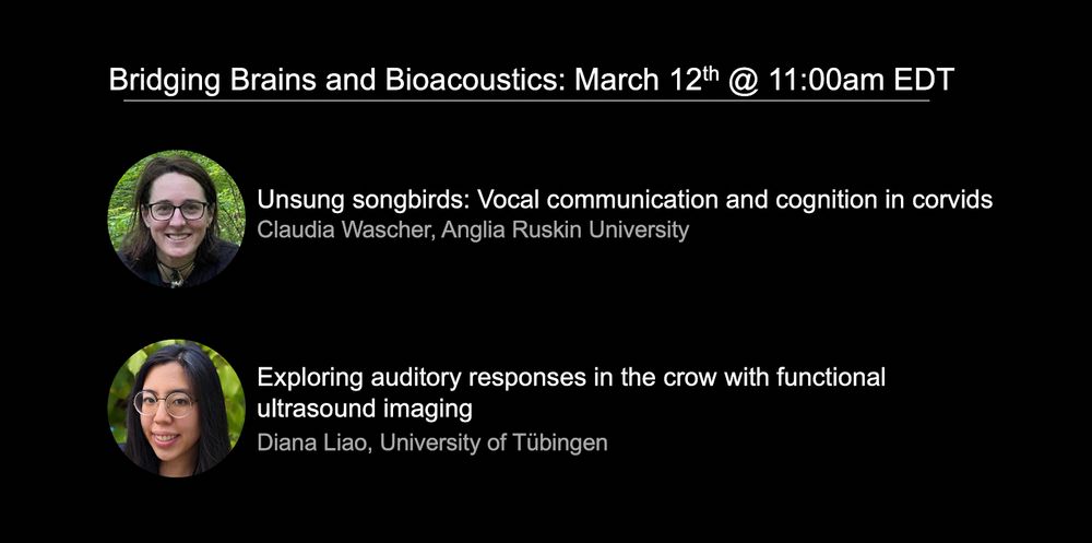 Bridging Brains and Bioacoustics Seminar for March 12th, 2025 at 11:00 AM ET

From Claudia Wascher: "Unsung songbirds: Vocal communication and cognition in corvids"

From Diana Liao: "Exploring auditory responses in the crow with functional ultrasound imaging"