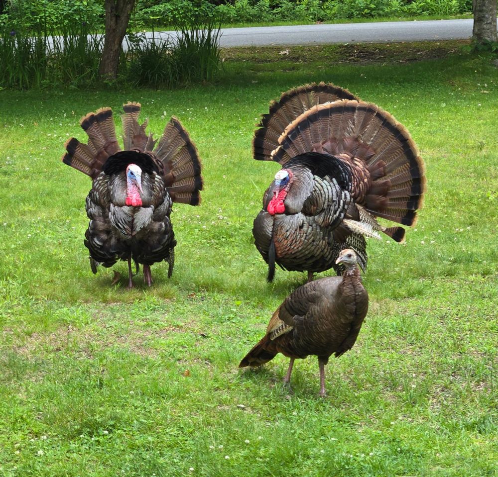 3 wild turkeys displaying on the law  with another turkey in the foreground