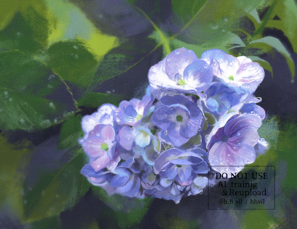 紫陽花の花