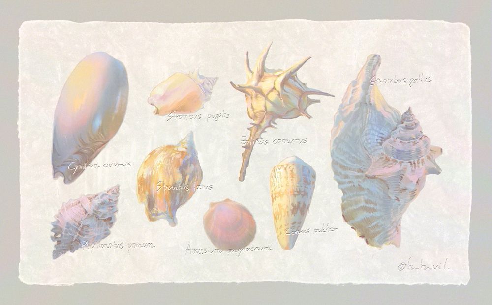 貝殻8点のイラスト