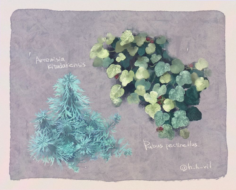 高山植物であるコバノフユイチゴとキタダケヨモギのイラスト