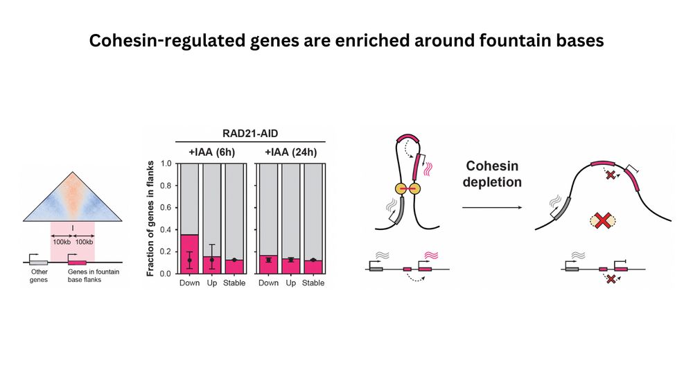 Enrichment of downregulated genes following RAD21 depletion in fountain bases. And a cartoon suggesting a mechanism.