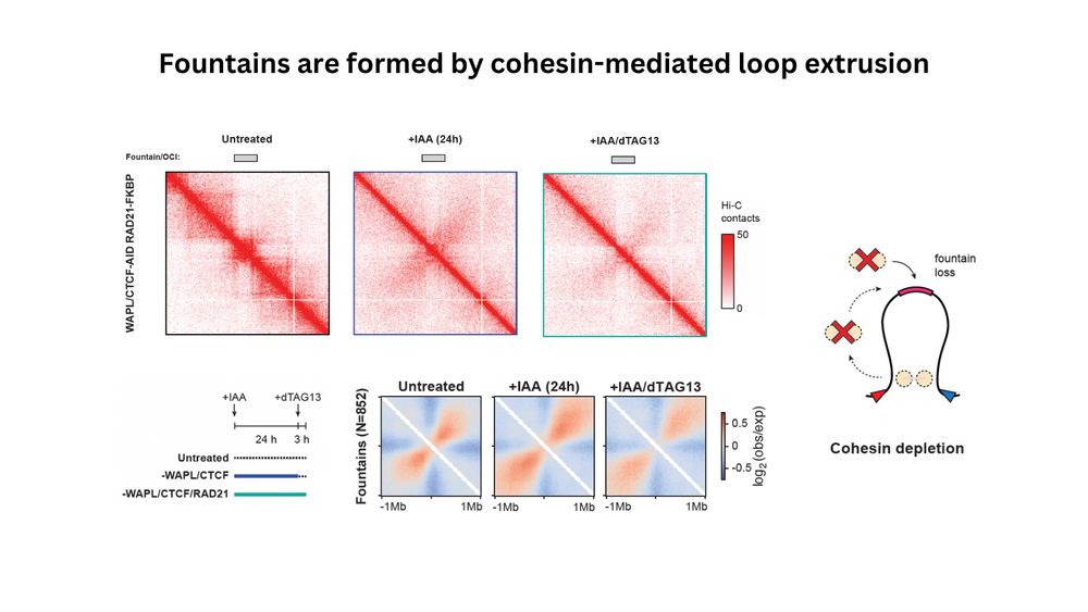 Hi-C maps directly showing the role of cohesin in the formation of fountains.