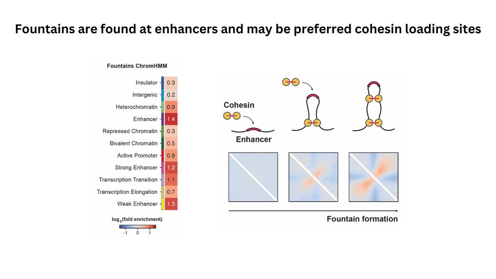 ChromHMM enrichment heatmap showing that enhancer categories are enriched in fountain bases.