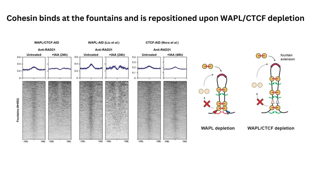 ChIPseq heatmaps suggesting that cohesin is loaded at fountain bases.