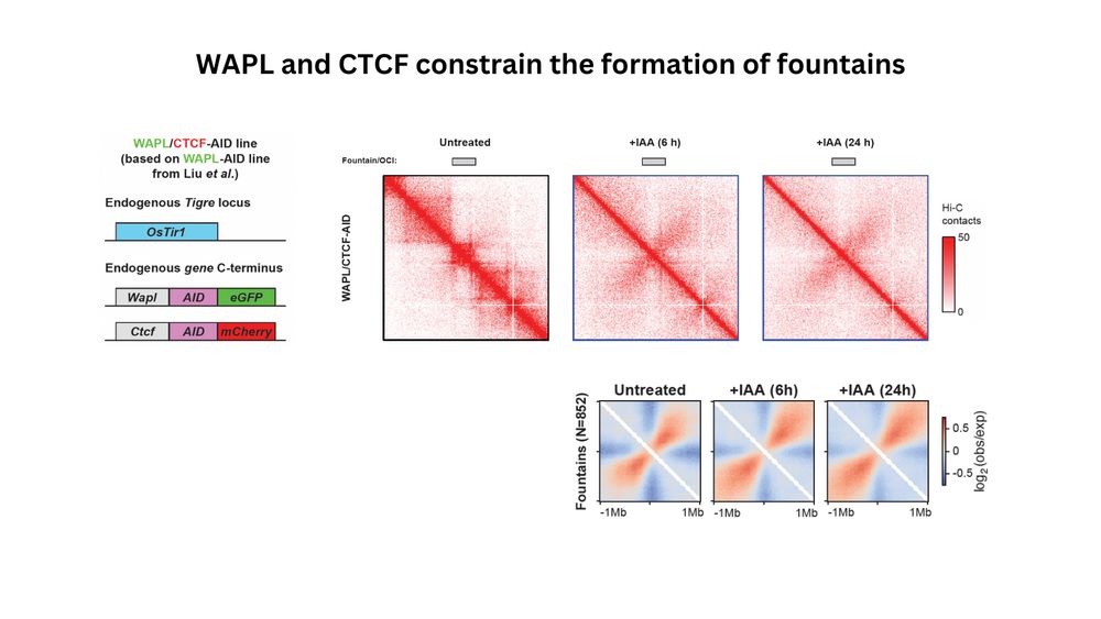 Hi-C maps and aggregate plots showing fountains in unperturbed and perturbed cells.