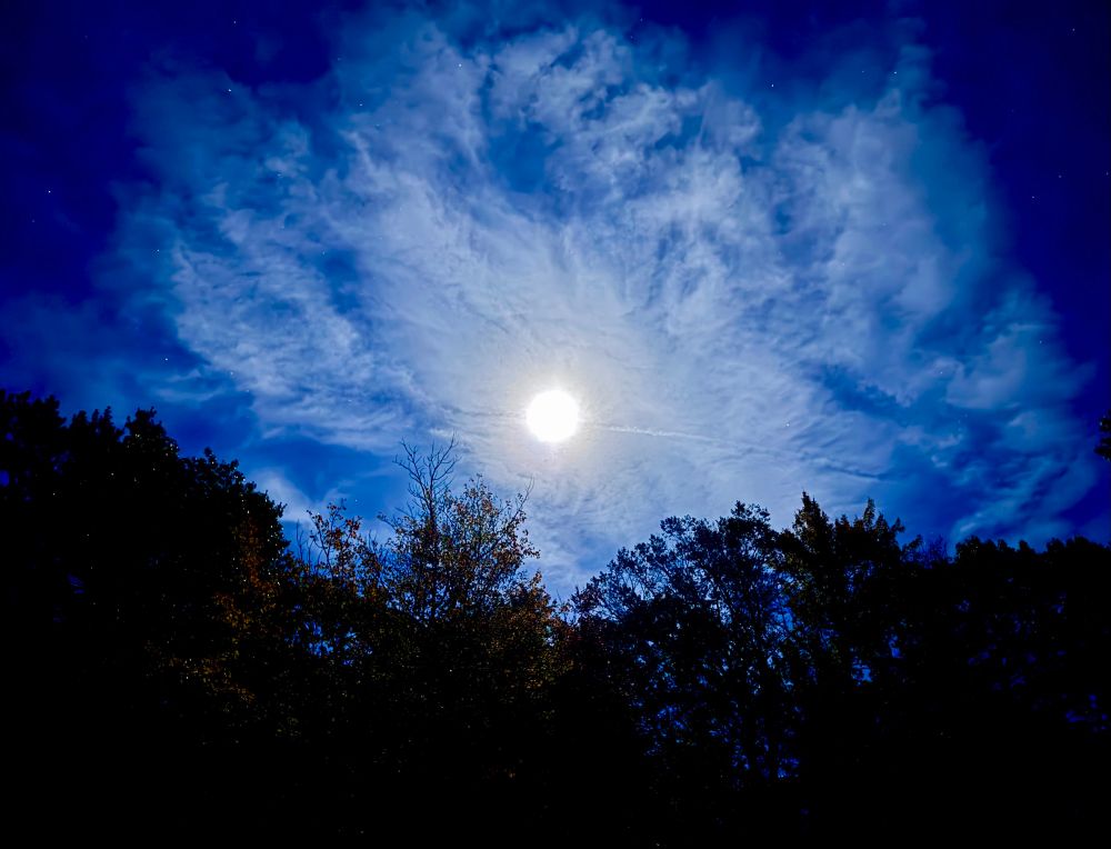 A picture of the incredibly bright full moon as seen from my backyard. Below it, the oaks and maples are filled with owls that are going absolutely batshit with the hooting 