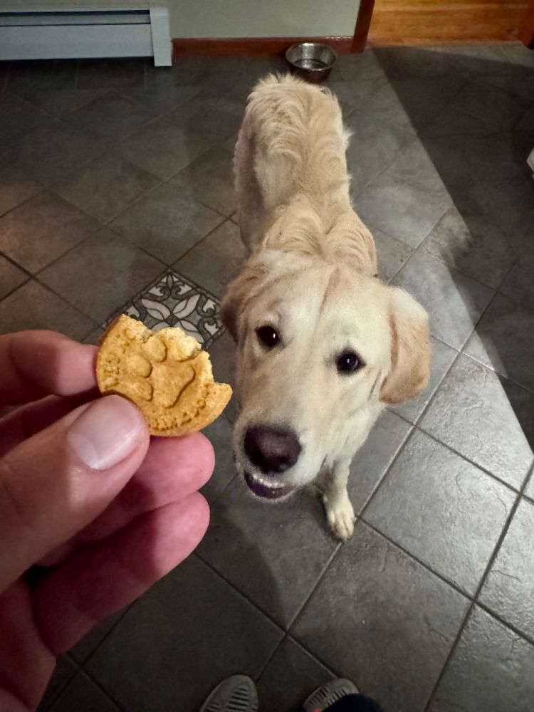 A picture of a dog treat after I took a bite out of it. A bit dry. Needs sugar 