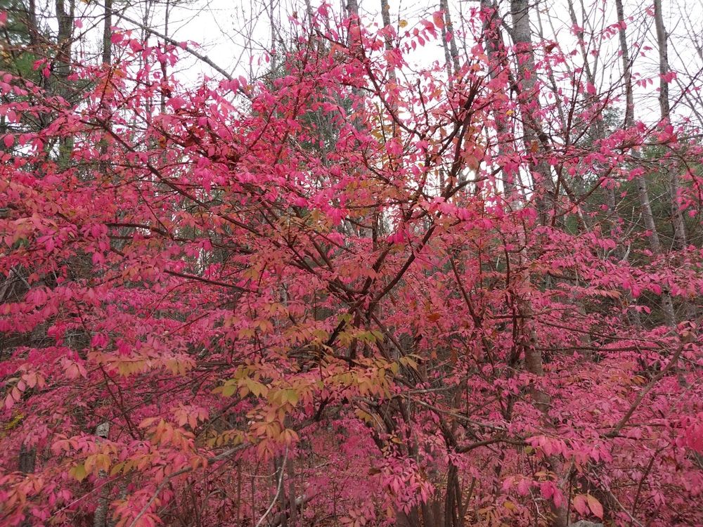 A brightly colored winged euonymus bush