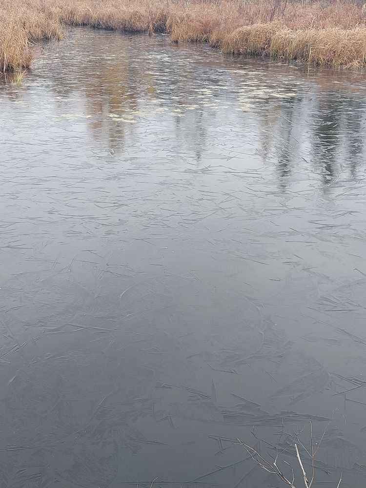 A pond starting to freeze with textured ice