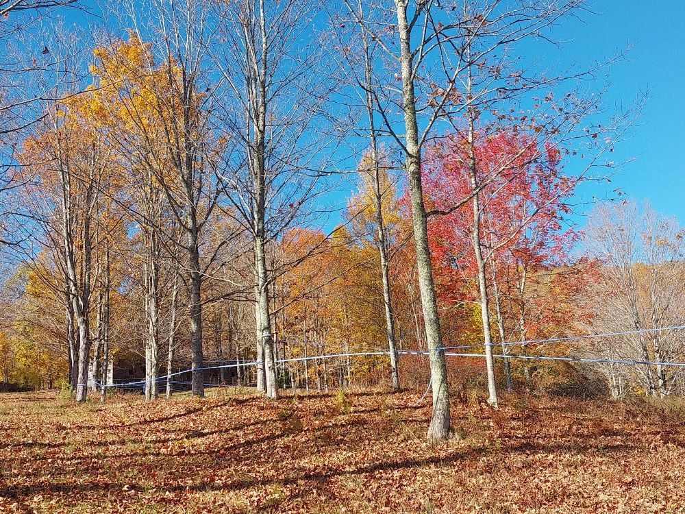 Maple sap lines connecting autumn colored trees 