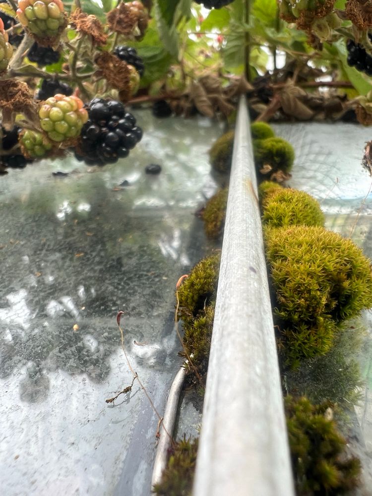 Dense patches of moss line the horizontal metal beam of a greenhouse roof, their green textures contrasting with the muted glass panels above. Ripe and unripe blackberries hang overhead, some almost touching the moss, suggesting a merging of wild and cultivated growth. Light droplets and smudges on the glass hint at recent rain and a weathered environment.