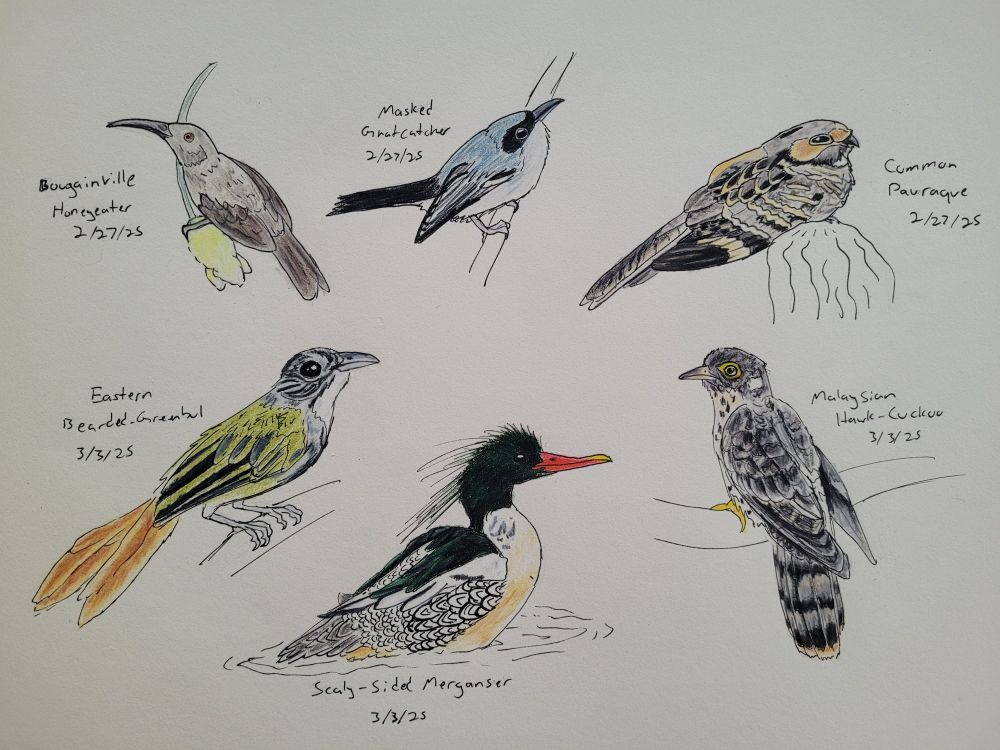 A page of colored pencil bird drawings, labeled with the bird names and dates drawn. Top left: Bougainville Honeyeater 2/27/25. Top middle: Masked Gnatcatcher 2/27/25. Top right: Common Pauraque 2/27/25. Bottom left: Eastern Bearded-Greenbul 3/3/25. Bottom middle: Scaly-Sided Merganser 3/3/25. Bottom right: Malaysian Hawk-Cuckoo 3/3/25.