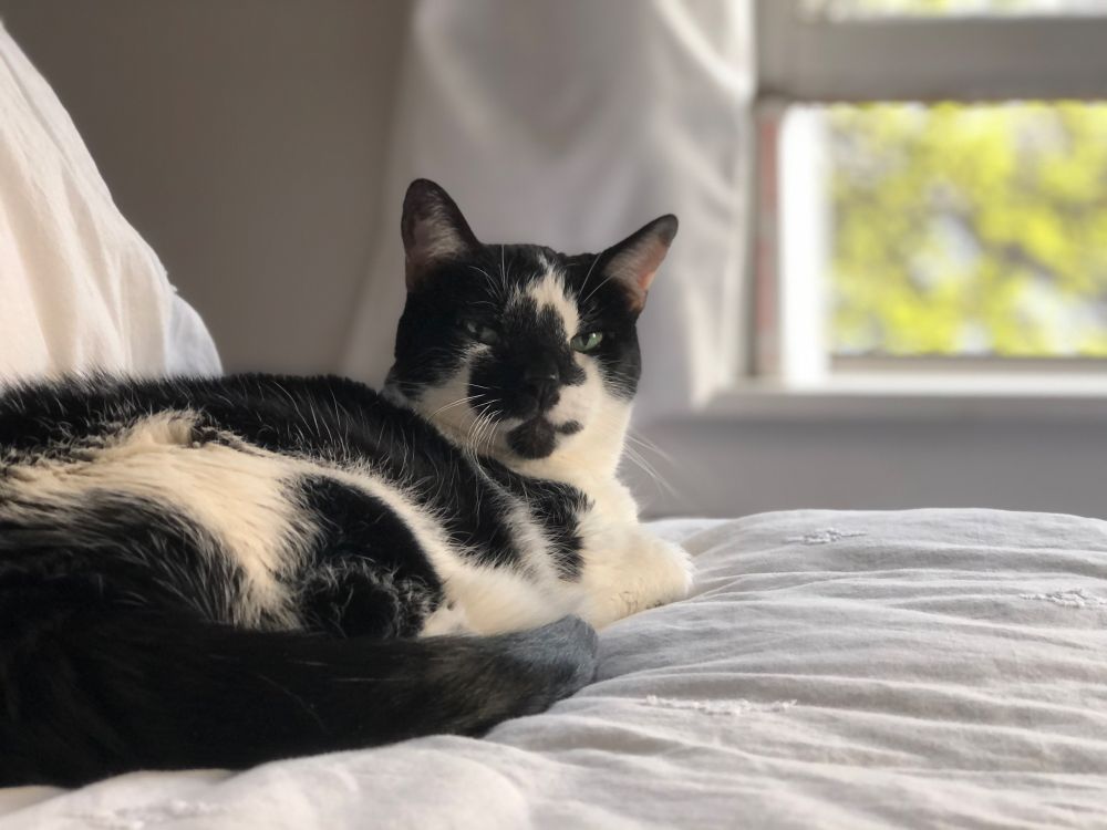 A beautiful black and white cat sitting on a bed 