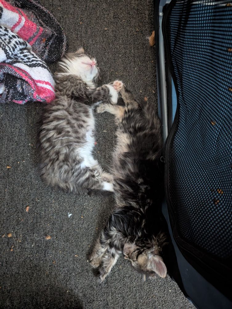 Two tabby kittens laying head to tail napping