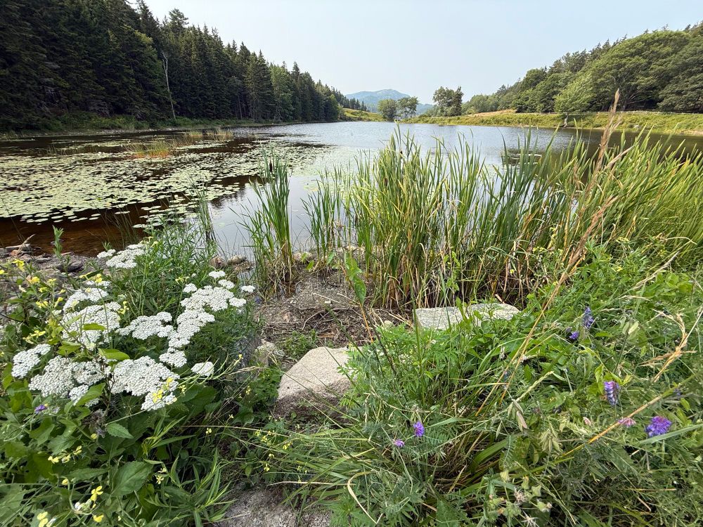 Pond with wildflowers 