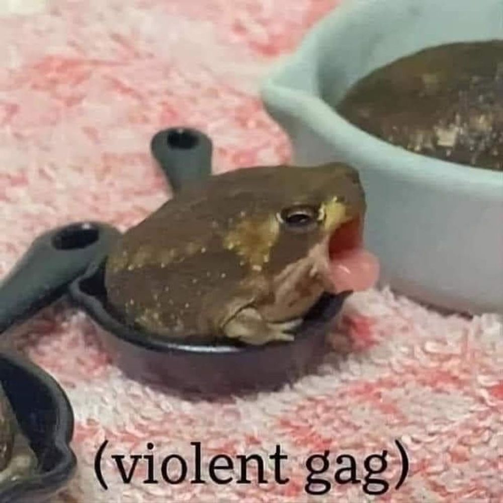 photo of a frog sitting in a tiny pan yawning with the text "violent gag"