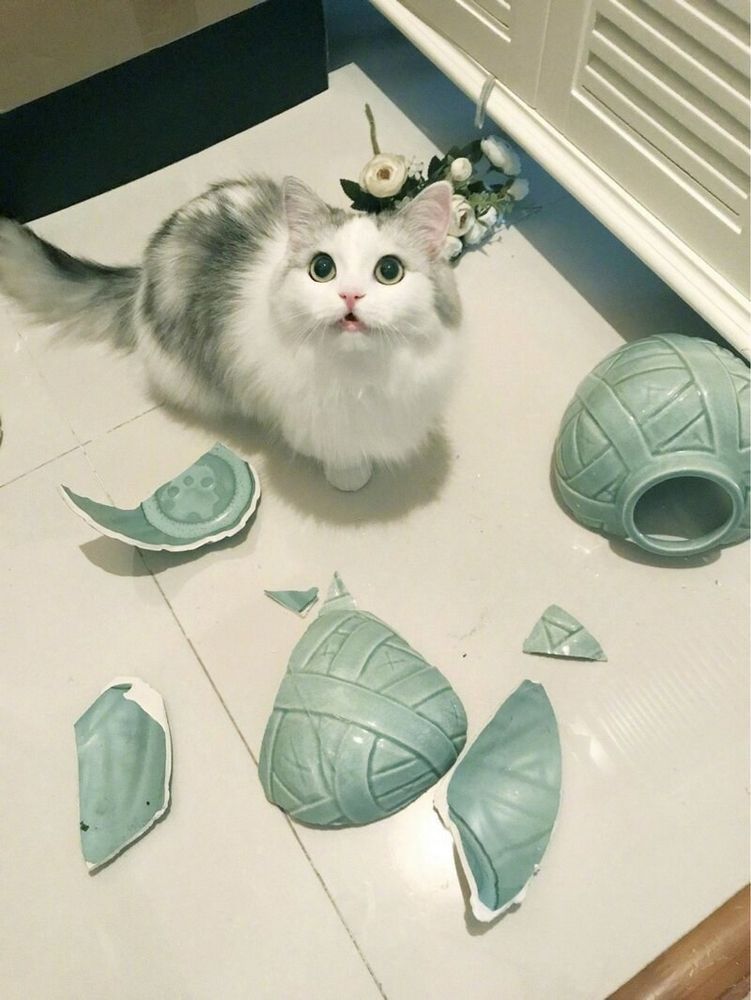 a cat staring towards the camera surrounded by a blue vase that broke on the ground (the cat is not injured), there are also some flowers