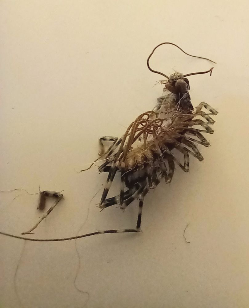 A dried up house centipede. It's many legs are curled up; one of them is broken off.
