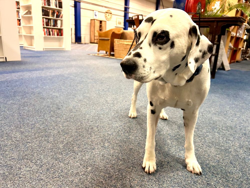 Dog standing on carpet in the middle of the thrift store. Looks like a white hunting dog with black spots.