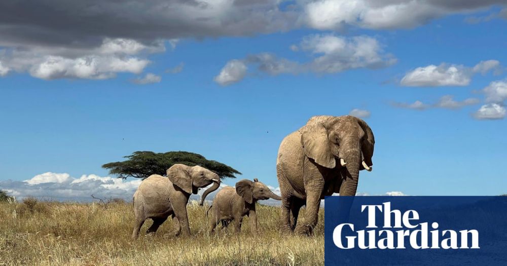 Elephants call each other by name, study finds