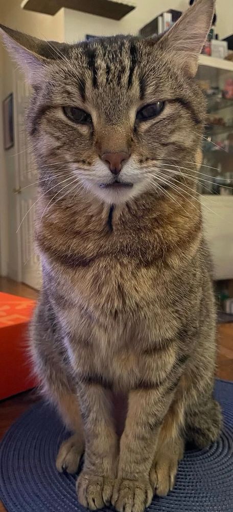 My tabby cat Mal looking very smug and slightly deviously. 