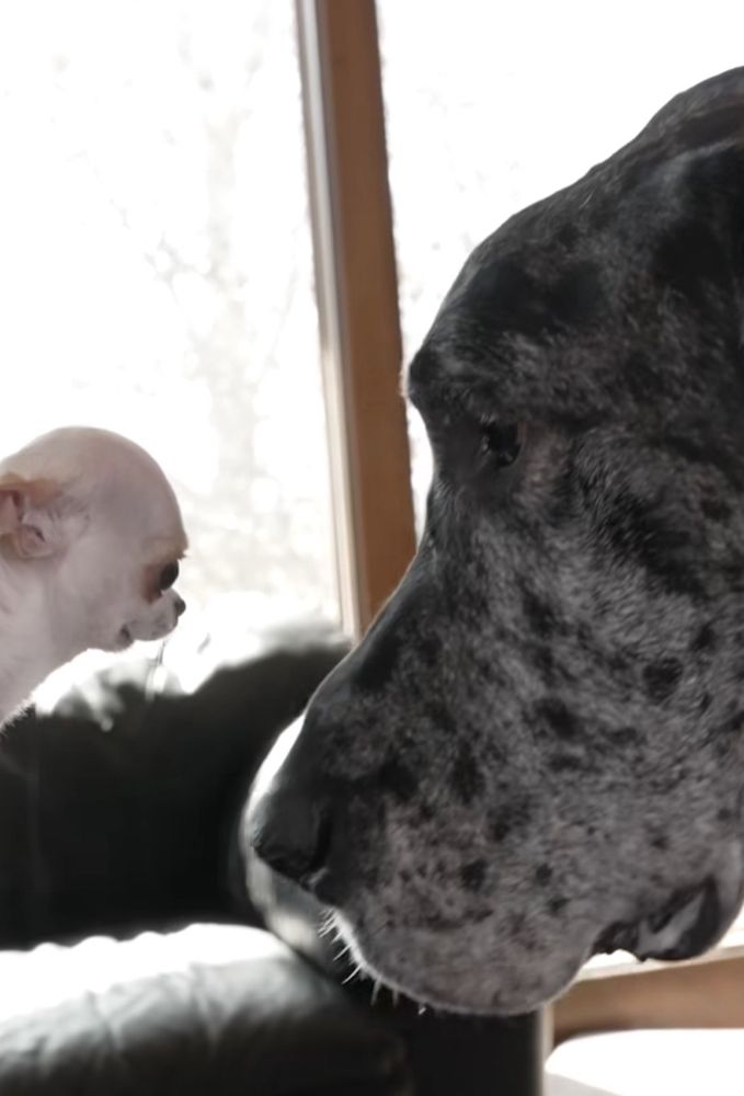 A teeny tiny white dog and a giant black and grey speckled dog face to face. The small dog’s head is the size as the bug dog’s eyeball. 