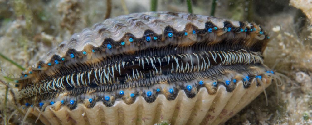 A picture of a scallop with 200 baby blue eyes between its shell and spiky teeth. 
