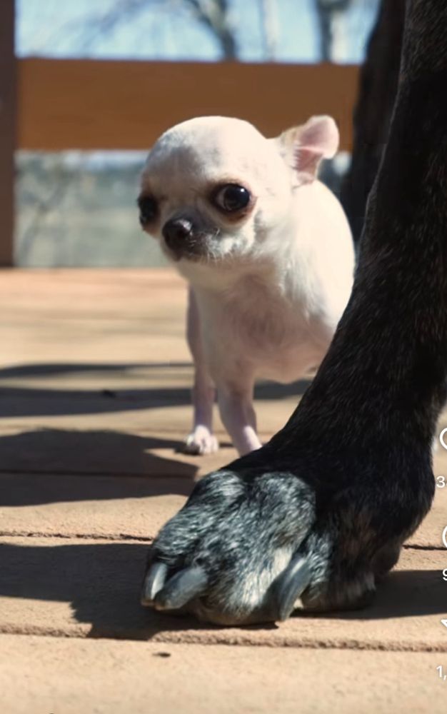 A teeny tiny white dog and a giant black and grey speckled dog. The tiny white dog is peering out from being the big dog’s foot, which is just about the same size. 