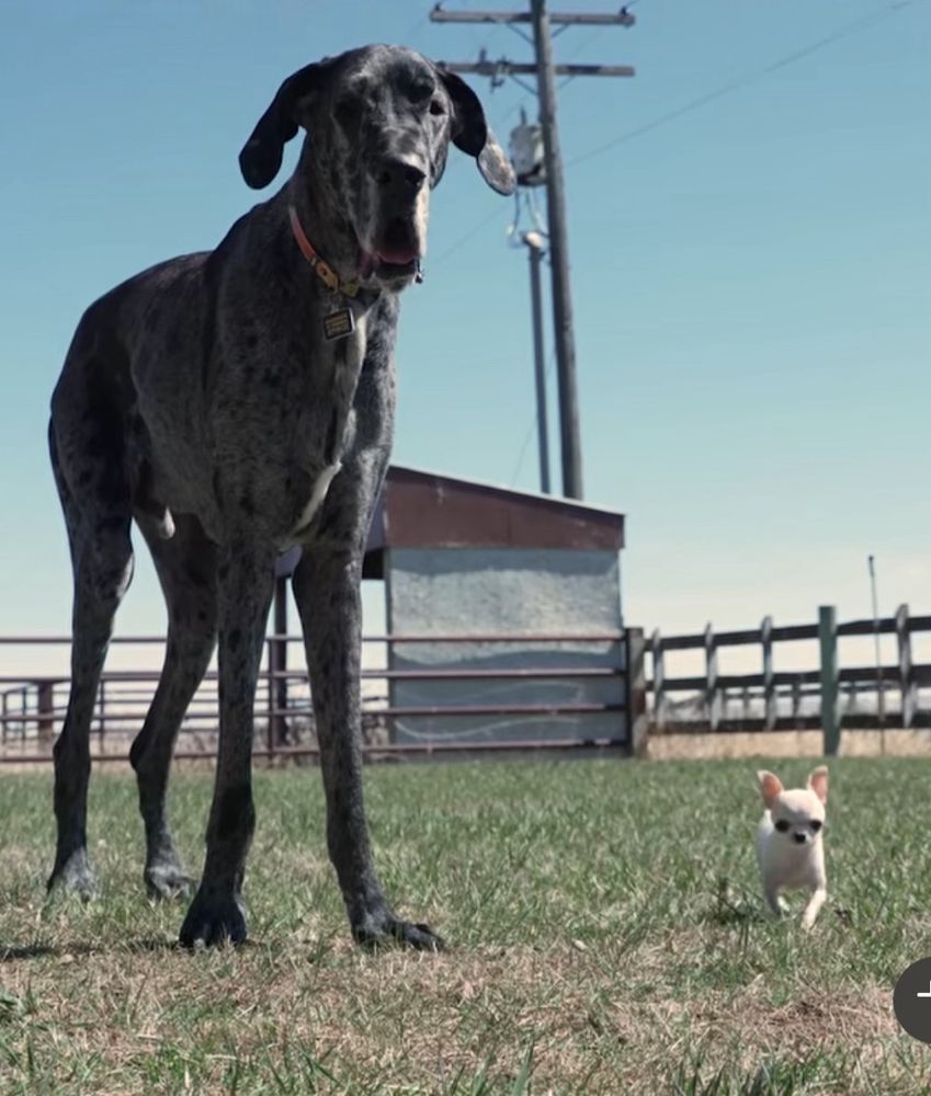 A teeny tiny white dog and a giant black and grey speckled dog standing next to each other in a field. The big dog is at least 10 times or more larger than the small dog. 