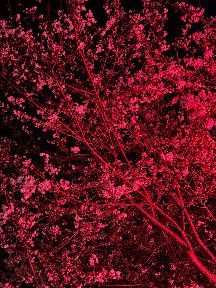 あかい　ちの　そこ