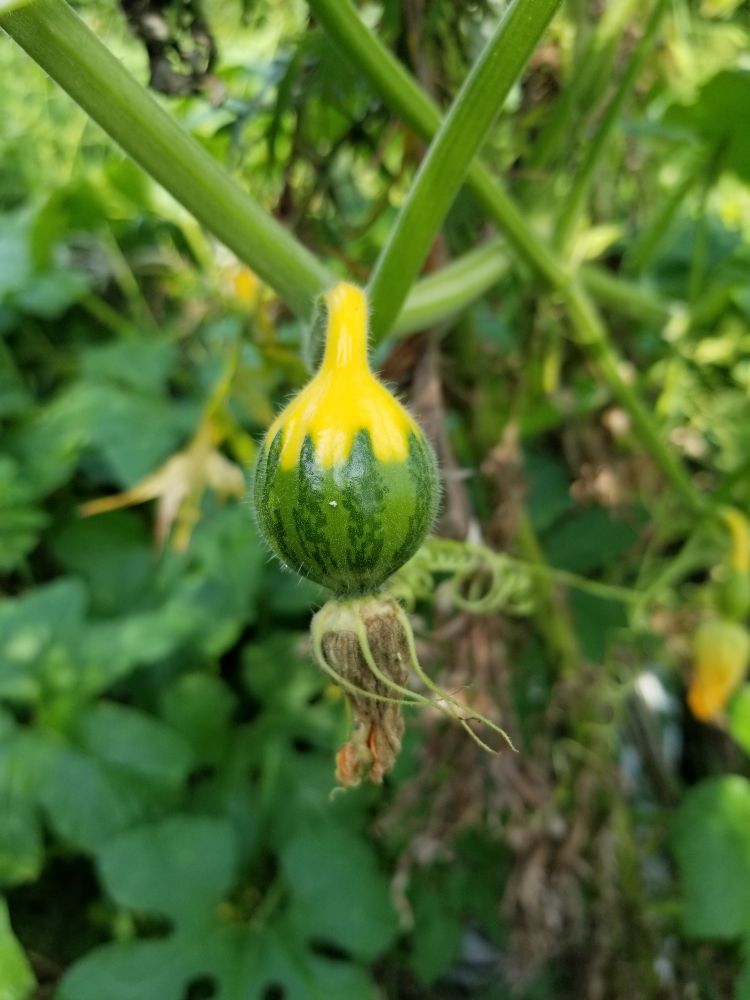 Tiny decorative gourd 