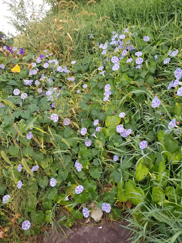 Sea of light purple morning glory flowers 