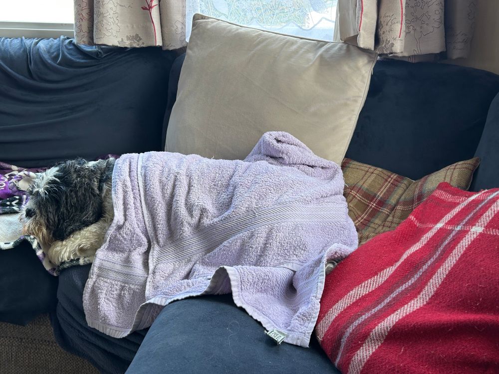 Small, wet black & white dog sleeping under a purple towel, surrounded by cushions