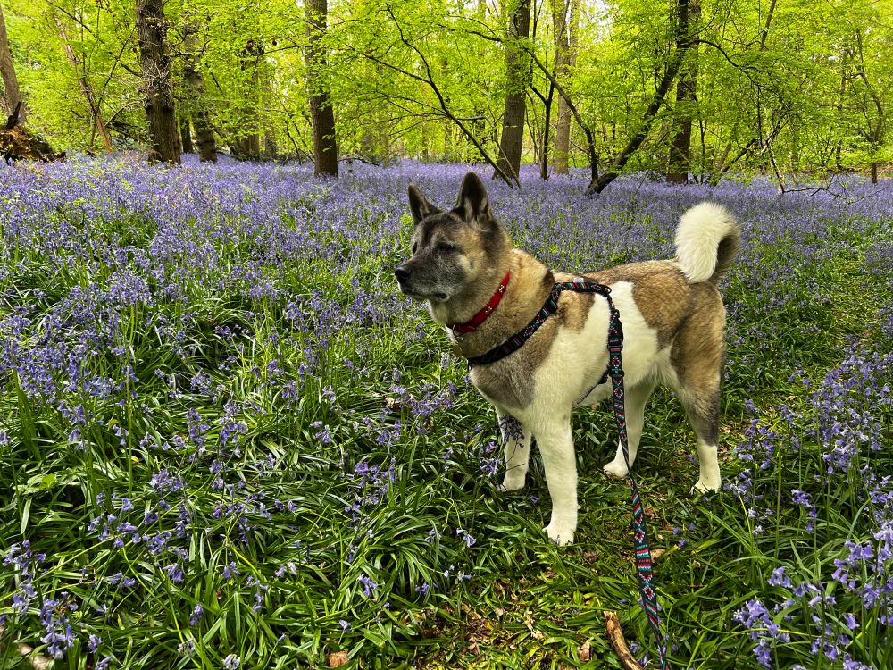 White and brown Japanese Akita dog standing tall and looking ahead in a lush green forest with lots of flowers 