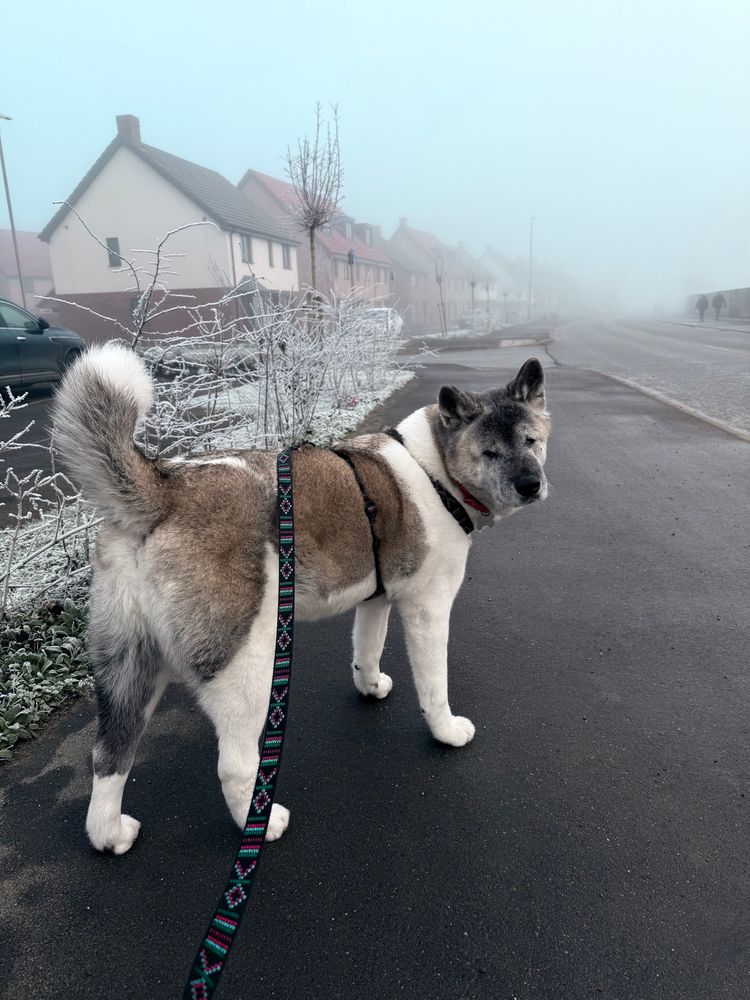 White and brown Japanese Akita dog walking away and looking back towards the camera. The scenery is frosty and there is a light fog around. 