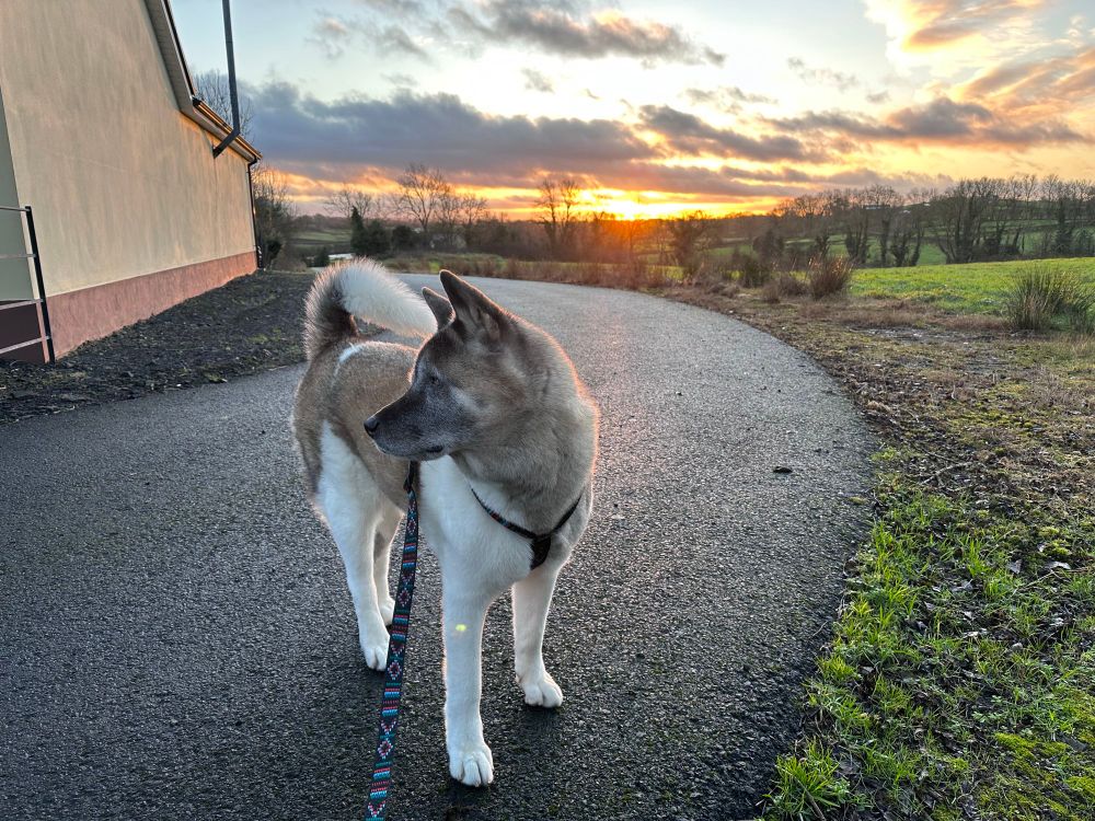 White and brown Japanese Akita dog standing tall and looking to her left. Behind her is a beautiful sunset. 