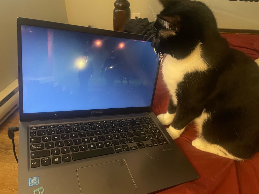 Similar to the last photo, though the cat’s face is a couple inches farther from the computer screen.