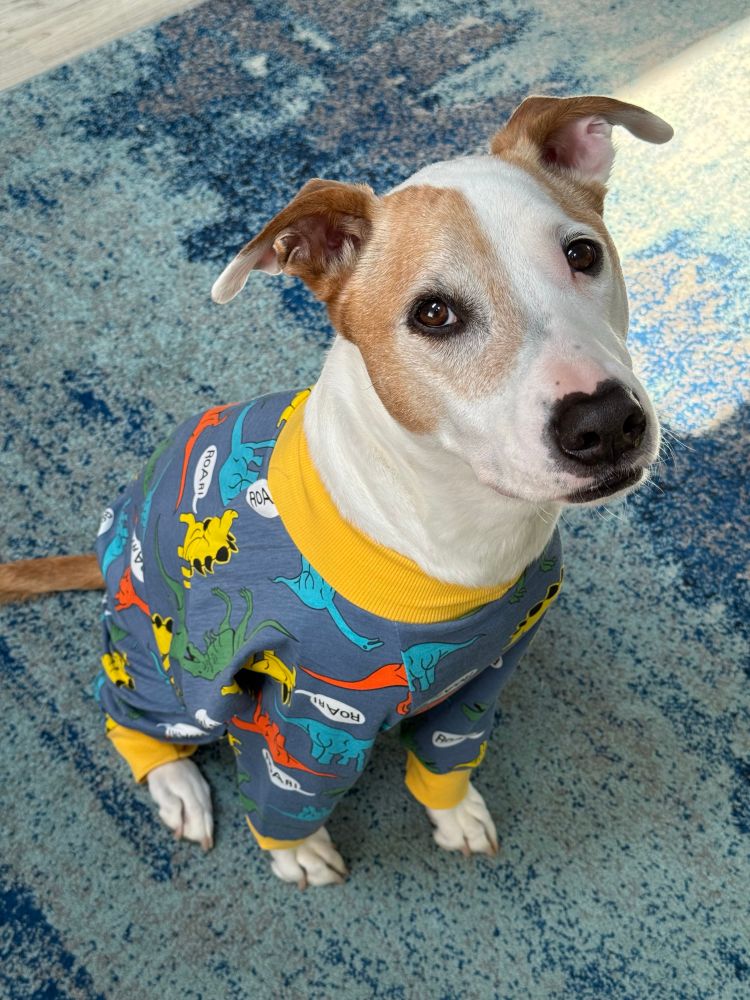 A very cute and good dog sitting and looking in the camera while wearing dinosaur pjs 