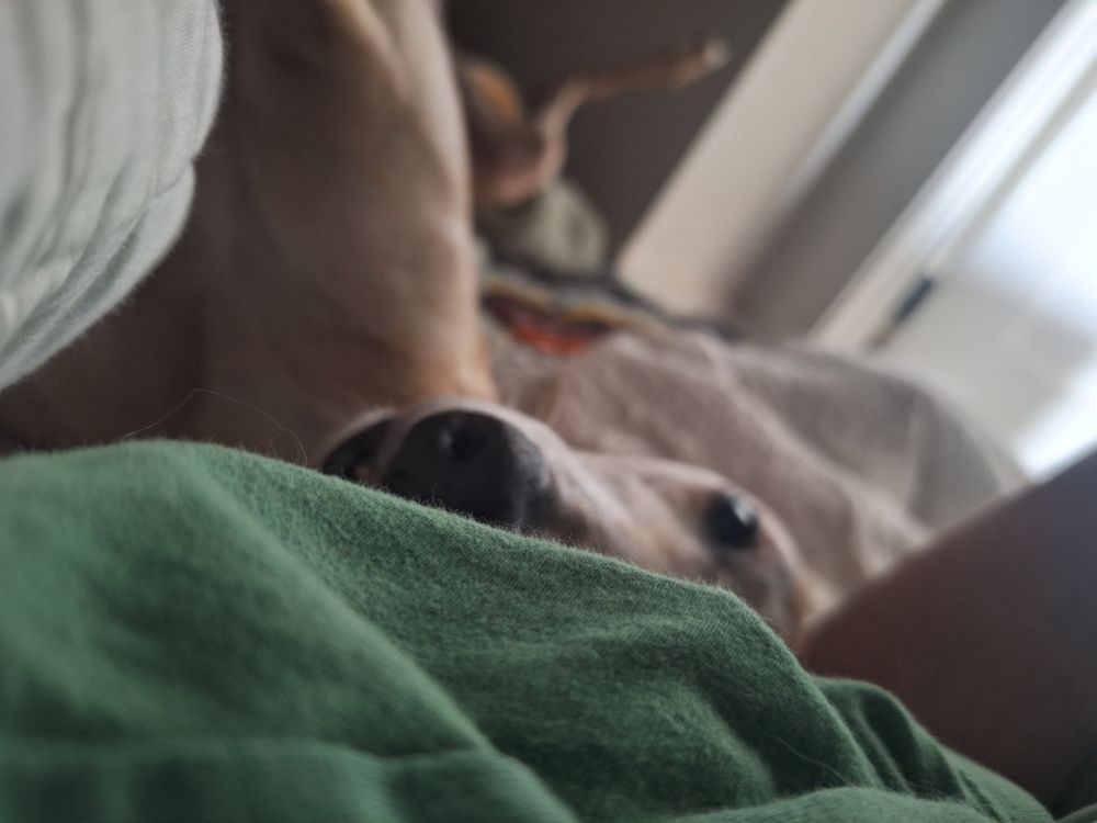 Greyhound snuggling with one eye covered by a blanket. 