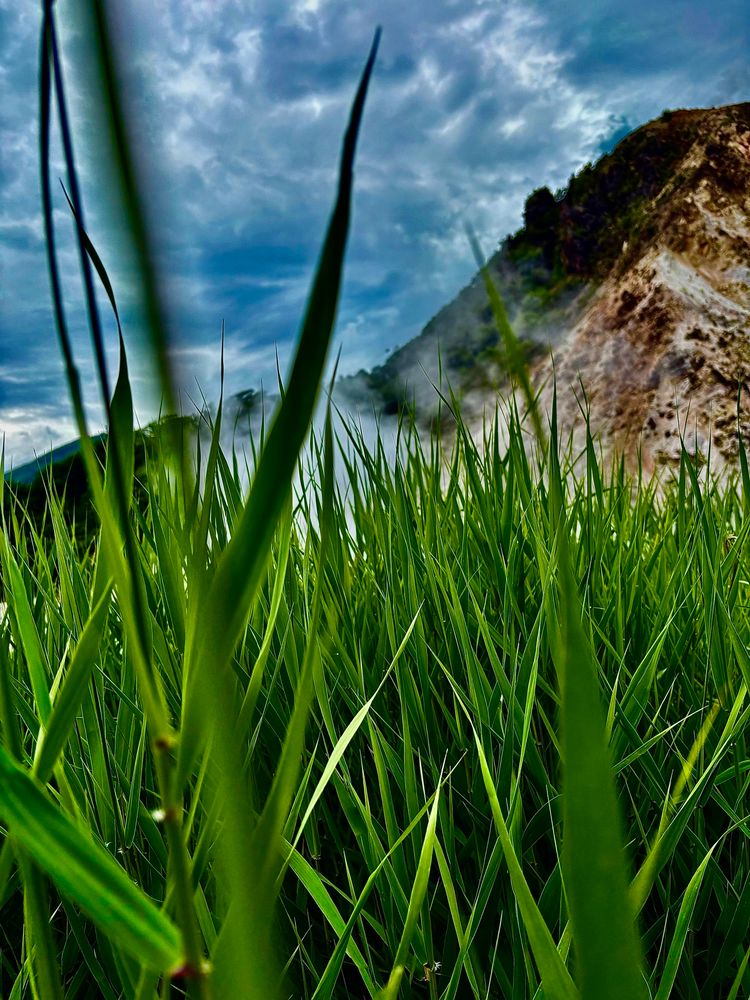 The viewer seems to be peering out and hiding behind thick, long green slender blades of grass covering the entire foreground, like a green wall of so many slender shades and shadows, and behind it steam rises in the middle, as if mingling with thick tufts of dark bluish gray clouds, partially hiding a glowing white sky. Cliffs on the side are white and tan speckled with brown patches, barren, save for the top which is a wavy dark green with foliage. 