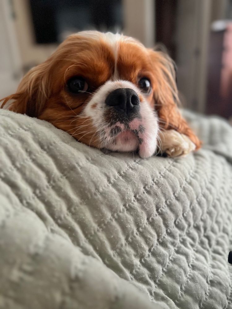 A Cavalier King Charles Spaniel lays on top of a woman's blanket covered leg, peeking up over her knee to stare at her lovingly. 