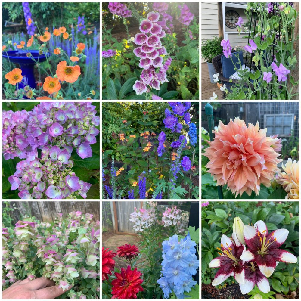 a collage of 9 images showing a virbant collection of garden flowers in bloom