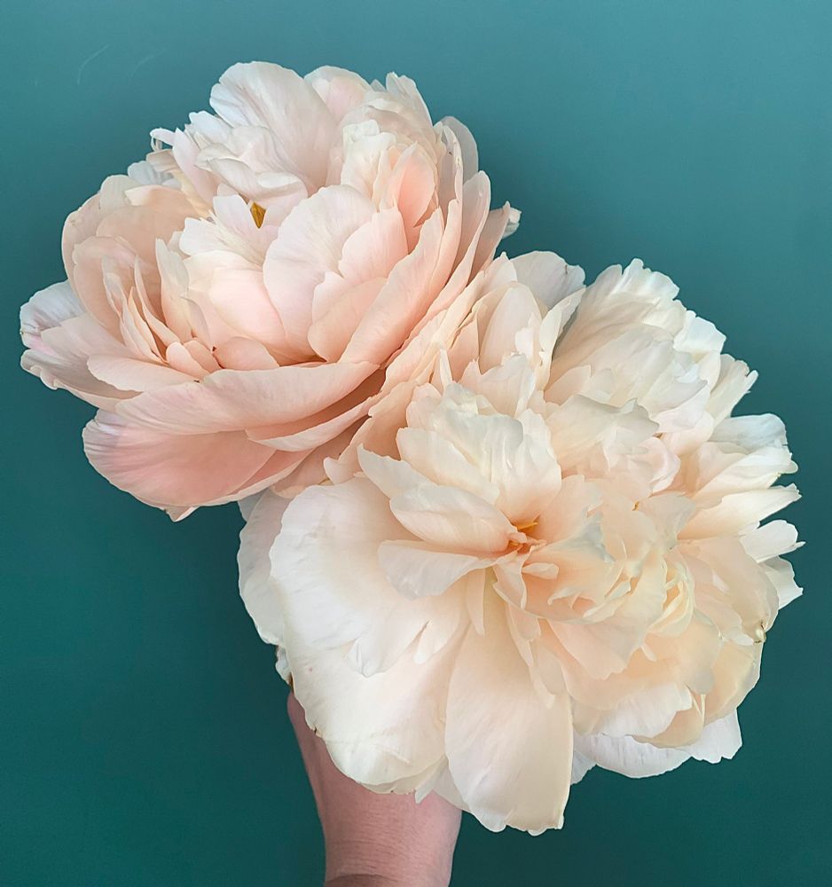 two giant peach colored peonies are being held up against a teal background