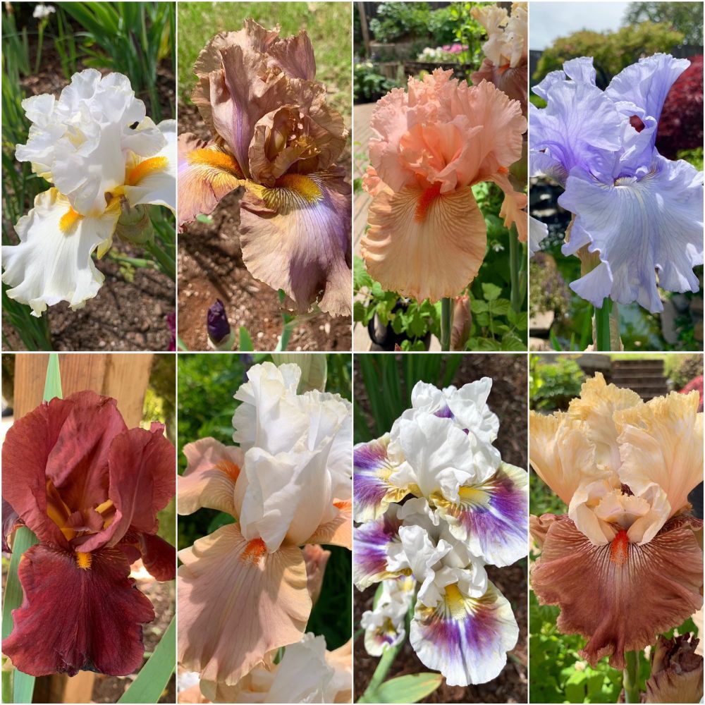 a collage of 8 images showing different varieties of bearded iris flowers in bloom