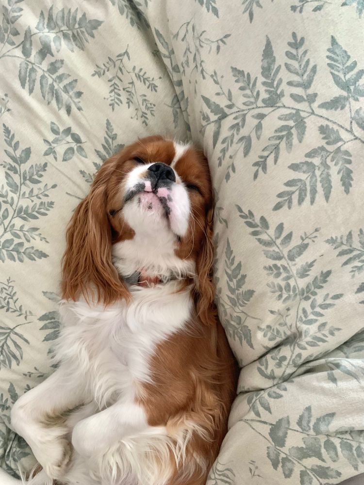 A Cavalier King Charles Spaniel lays sleeping on his back, burrow into a little nest he's made in a botanical print bedspread.