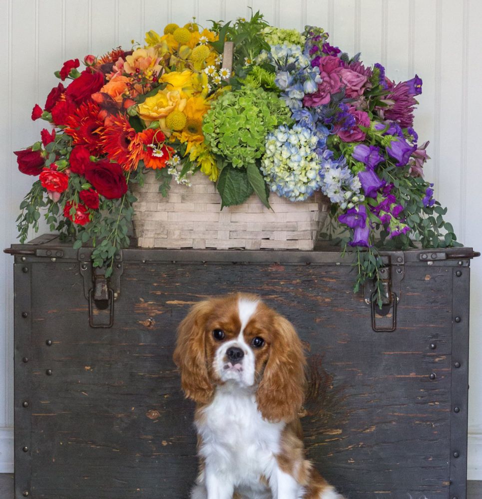 A basket with a large and vibrant rainbow floral arrangement sits on top of a vintage wooden trunk. There is an adorable Cavalier King Charles Spaniel puppy sitting in front of the trunk looking directly into the camera.