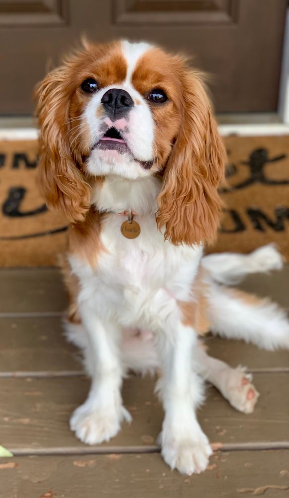 A Cavalier King Charles Spaniel stands in front of a welcome mat looking at the camera with what looks like a smiling expression.